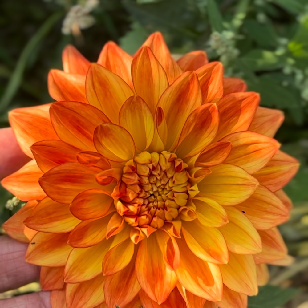 Meet your Posher, Franchelle